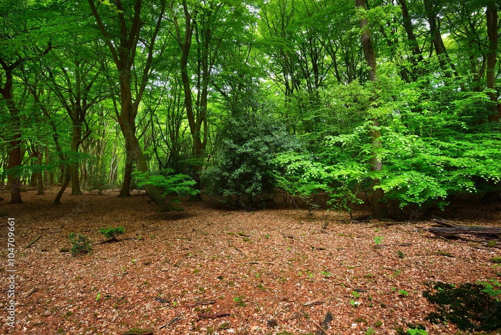 Obraz premium Spring forest in the Netherlands