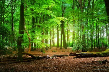 Papier peint photo Le salon Sentier forêt printanière Veluwe Pays-Bas  © Alex Stemmer