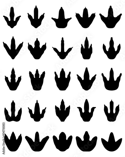 Black footprints of dinosaurs on a white background, vector
