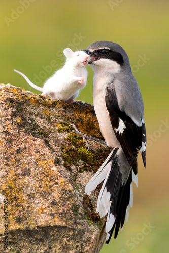 Beautiful bird trapping their prey