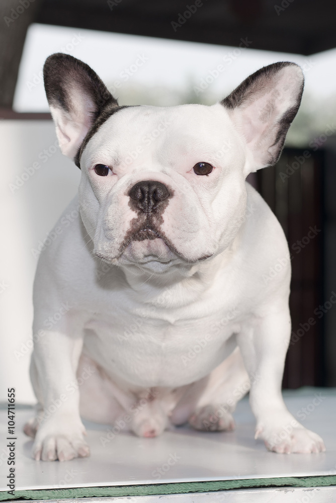 French bulldog looks smart in home, Focus selection and some spo