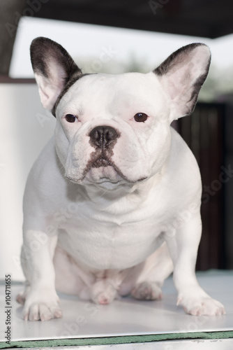 French bulldog looks smart in home, Focus selection and some spo © Aaom50