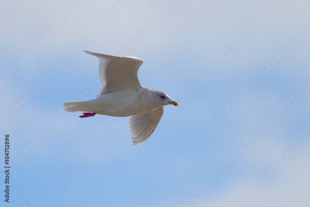 Kumlien's Gull, (a subspecies of Iceland Gull) adult in flight at Marazion, Cornwall, England, UK. Kumlien's Gull, (a subspecies of Iceland Gull) adult in flight at Marazion, Cornwall, England, UK.