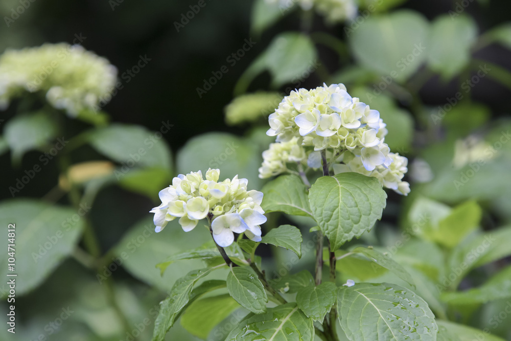Ajisai, Hydrangea Ajisai, Hydrangea