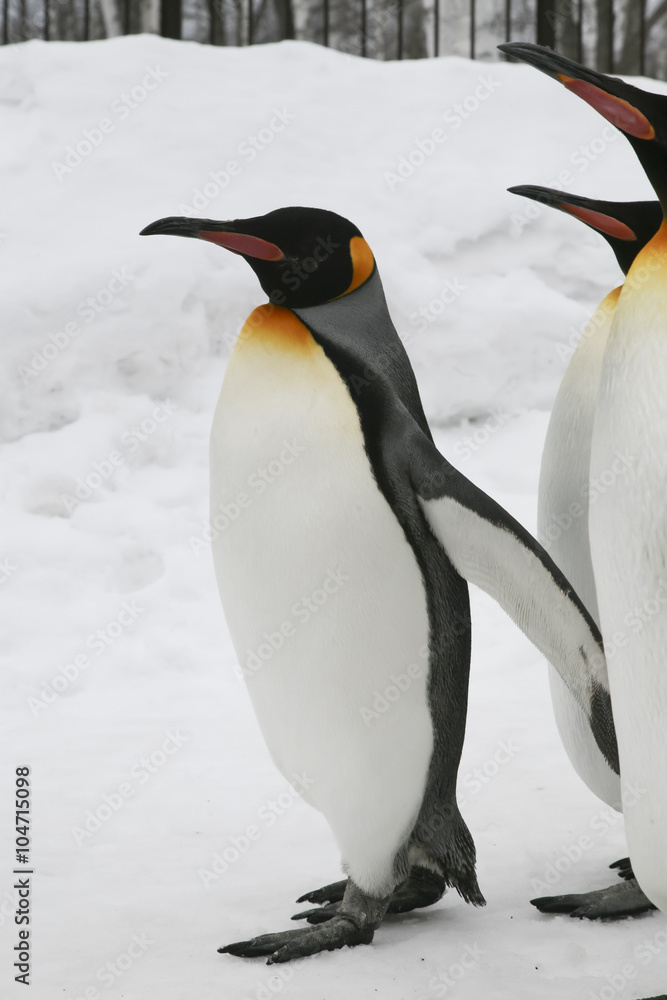 Fototapeta premium Penguins walking on ice.