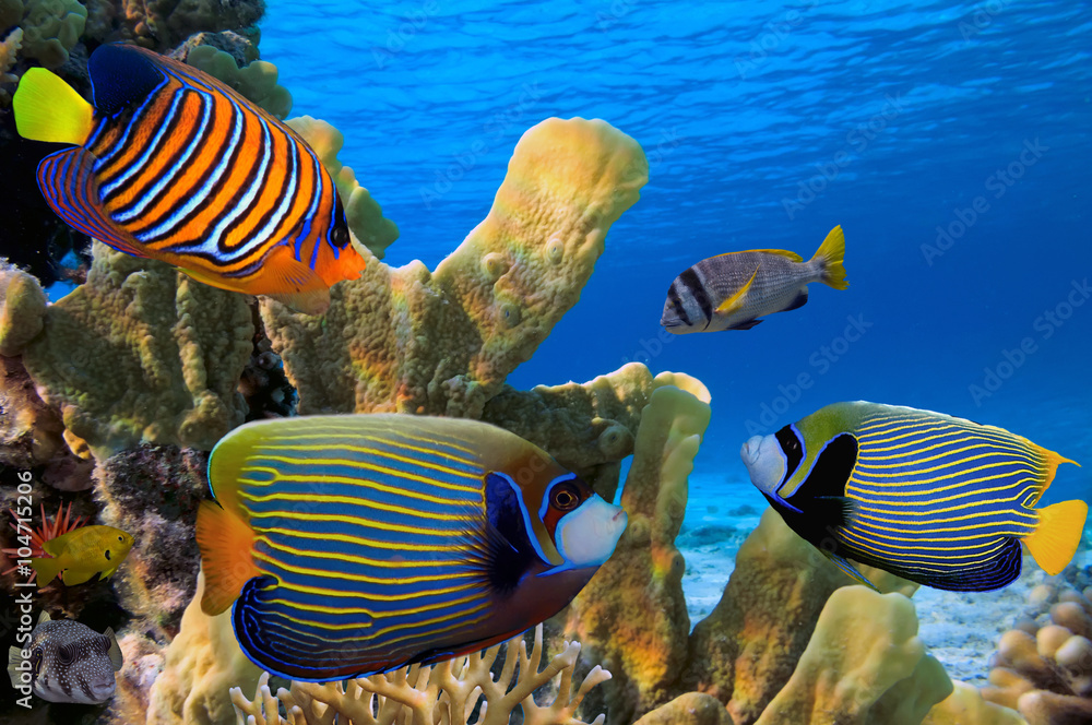 Naklejka premium Tropical fish on the coral reef in Red Sea