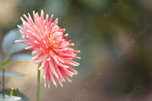 Red Araluen Fire Dahlia photo