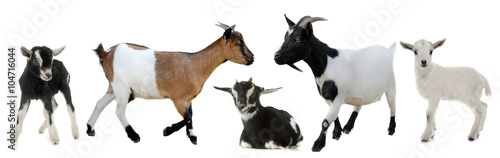 Photo group of goats and kids