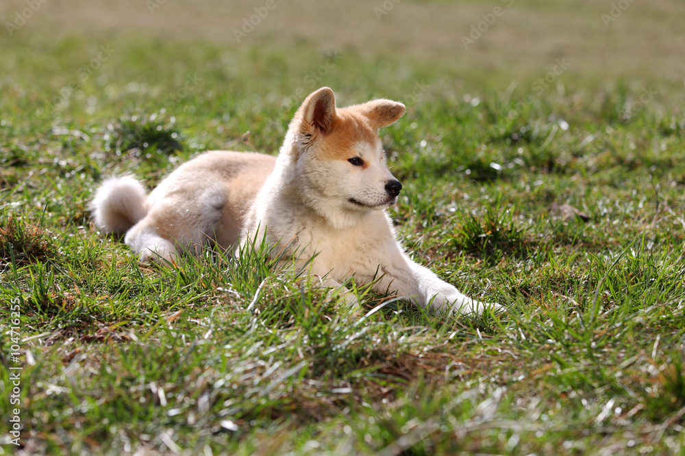 Young Akita dog laying in the grass
