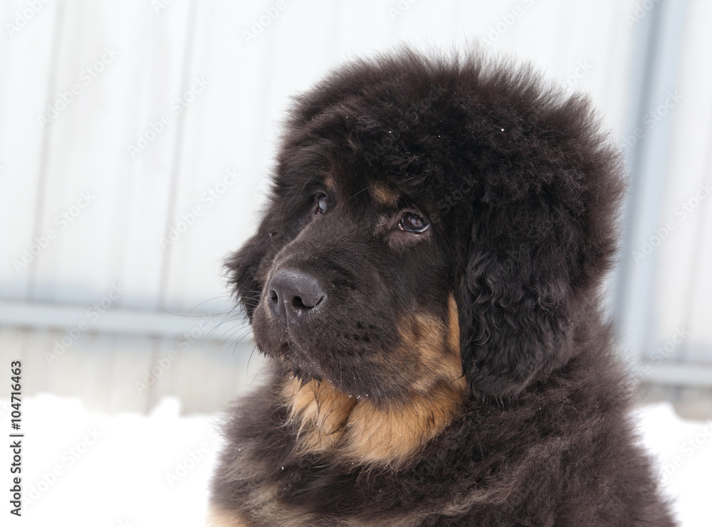 Fototapeta premium Portrait of a Tibetan Mastiff puppy