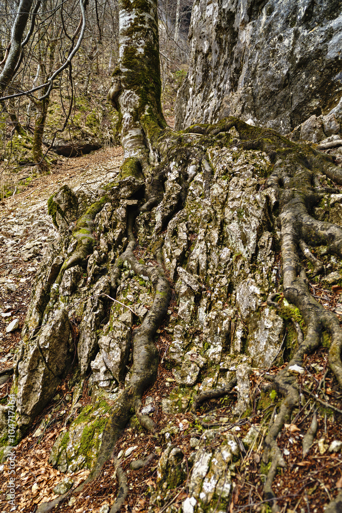 tree with roots in rock mountain tree with roots in rock mountain