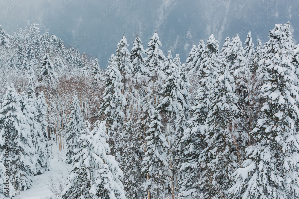 Beautiful winter landscape with snow covered trees. Beautiful winter landscape with snow covered trees.