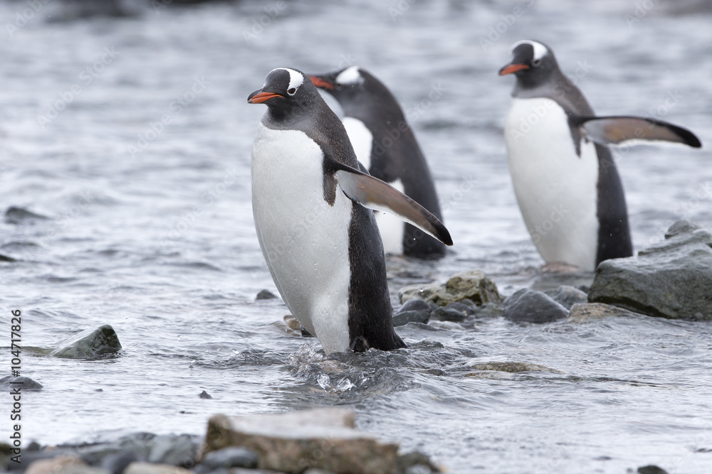Fototapeta premium Gentoo Penguins at Paradise Harbour, Antarctica.