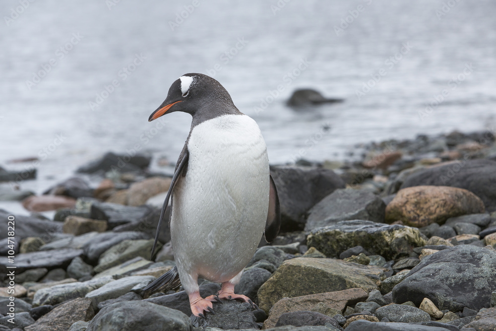 Fototapeta premium Gentoo Penguin at Paradise Harbour, Antarctica.