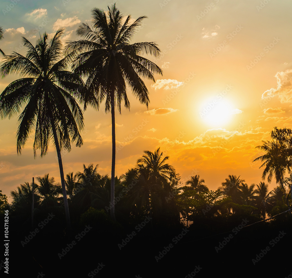Silhouetted of coconut tree sunset