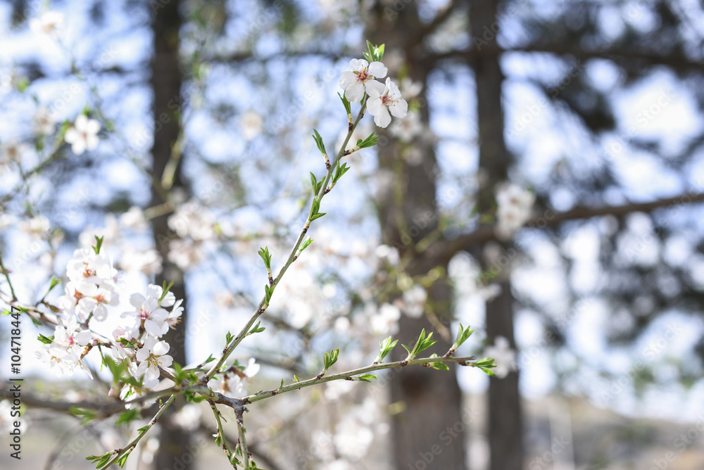 Obraz premium Flowers