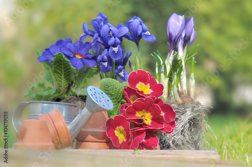 fleurs printanières dans jardin