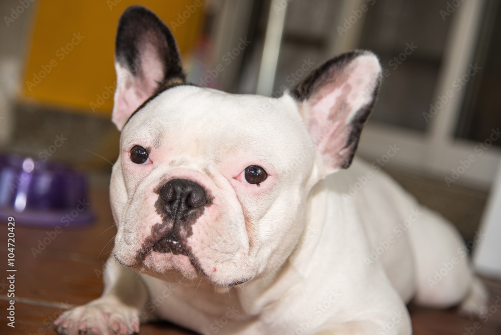 Front side French bulldog looks smart