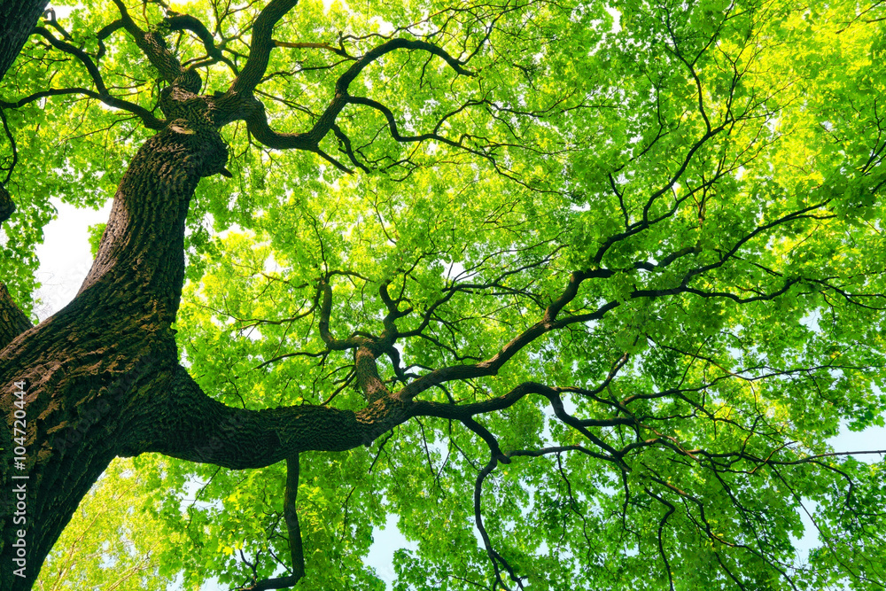 Naklejka premium mighty tree with green leaves