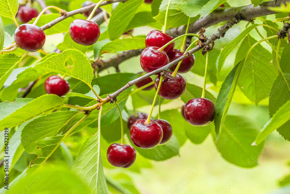 Burgundy cherries on a branch with leaves, close up Burgundy cherries on a branch with leaves, close up