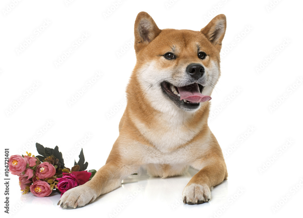 young shiba inu and flower