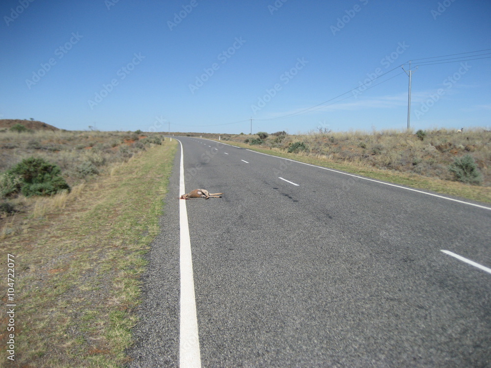 Totes Känguru auf der Strasse im Outback