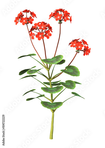 Fototapeta Naklejka Na Ścianę i Meble -  Red Geranium on White