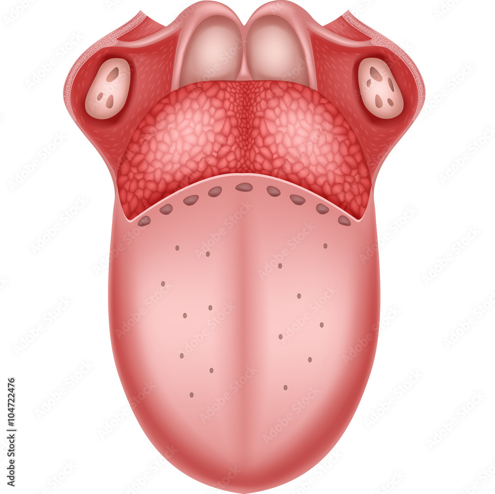Fototapeta premium Illustration of Human Tongue Anatomy 