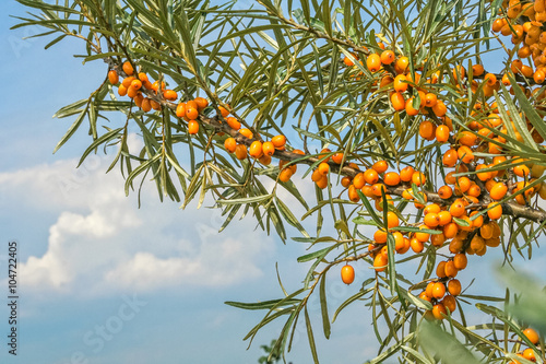 Branch of sea-buckthorn berries on sky background