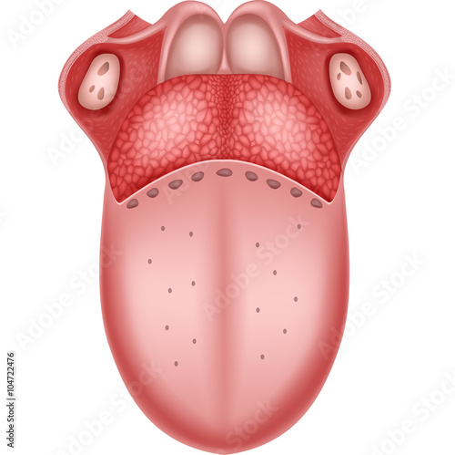 Illustration of Human Tongue Anatomy
