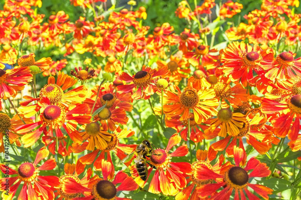 Fototapeta premium Bright gaillardia in a sunny flower bed, close-up