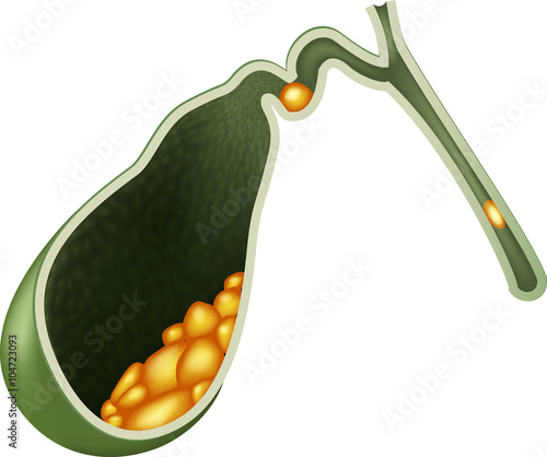 Illustration of Human Internal gallbladder anatomy