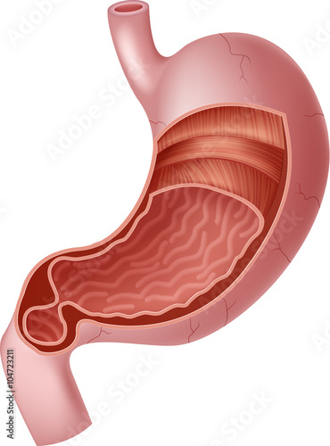 Illustration of Human Internal Stomach Anatomy
