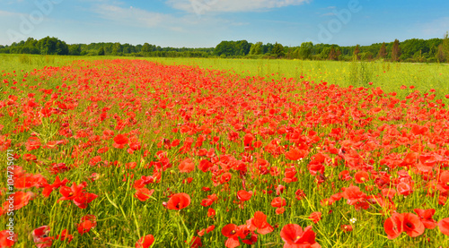 Poppy field