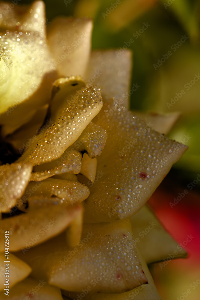 The yellow rose blossoming in a summer garden.