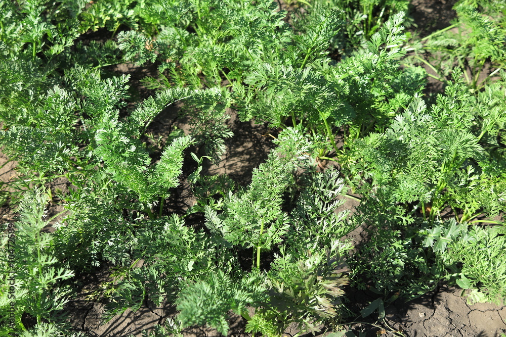 Obraz premium Garden carrot (Daucus) in the summer garden bed