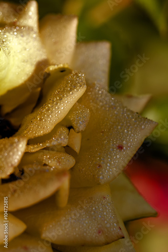 Obraz na płótnie The yellow rose blossoming in a summer garden. w salonie