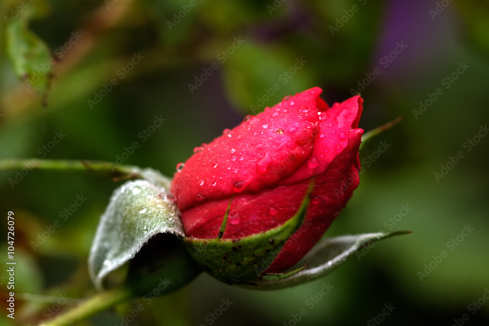 The red rose blossoming in a summer garden.