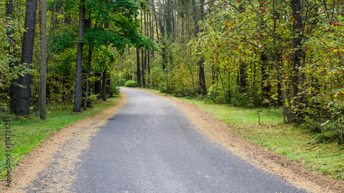 The road passes through the autumn forest