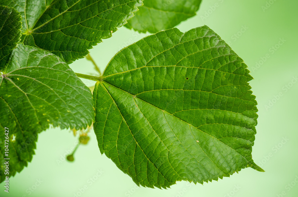 Linden leaves, close-up Linden leaves, close-up