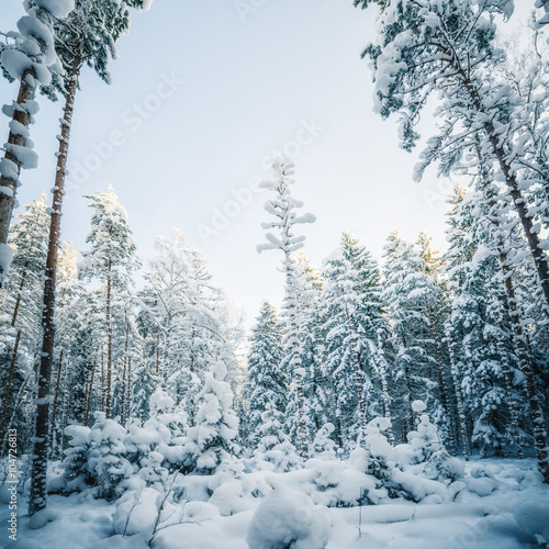 Winter snow covered trees. Winter wonderland