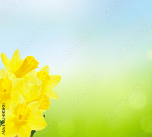 Osterglocken vor Frühlingshintergrund