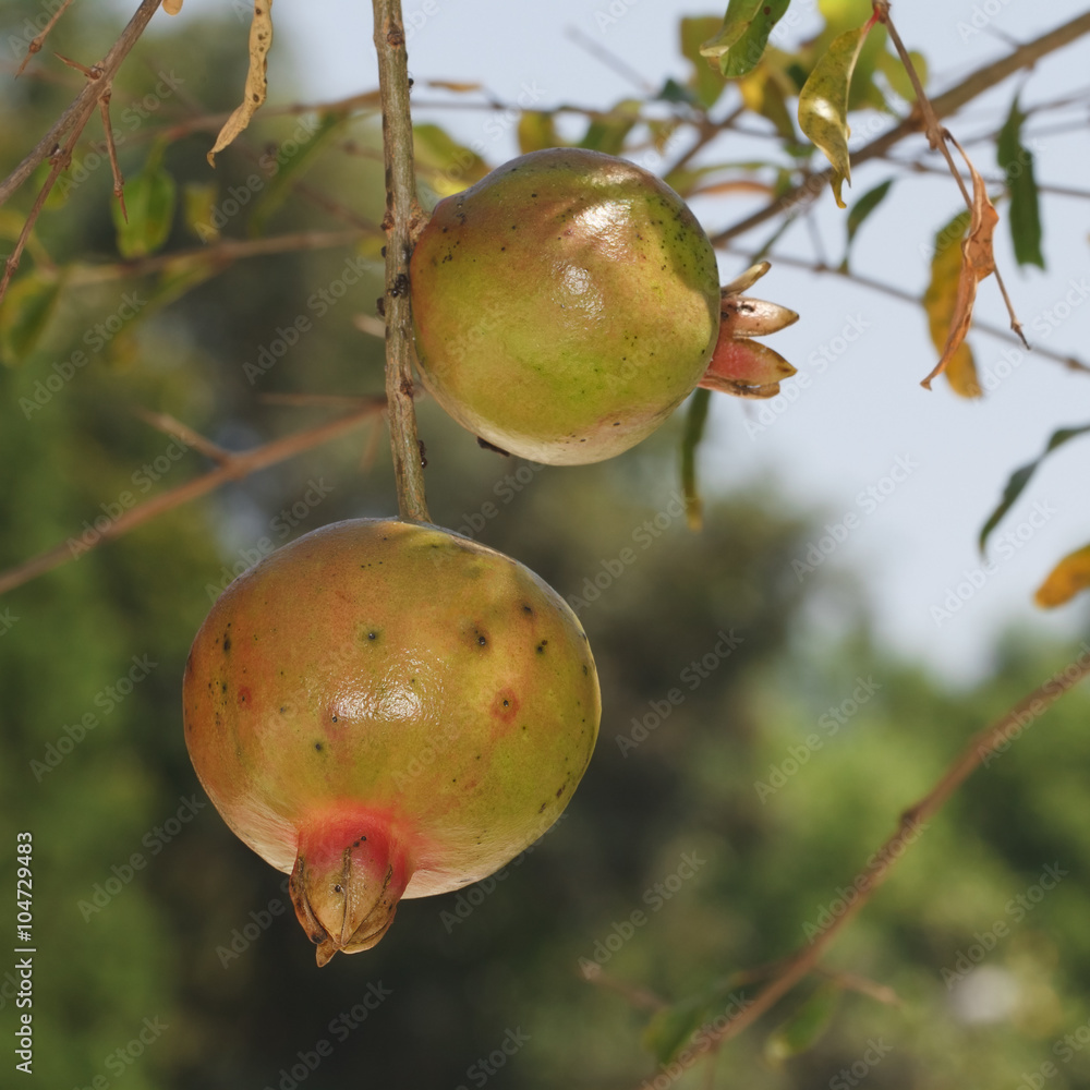 Pomegranate Fruit on Tree Branch for pattern Pomegranate Fruit on Tree Branch for pattern