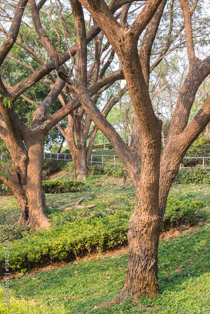 Fototapeta premium Albizia saman tree or rain tree