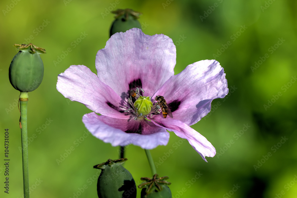 The wild poppy blossoming on the summer field. The wild poppy blossoming on the summer field.