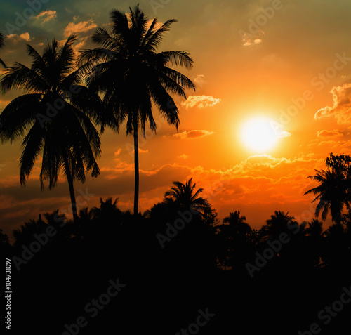 Silhouetted of coconut tree sunset