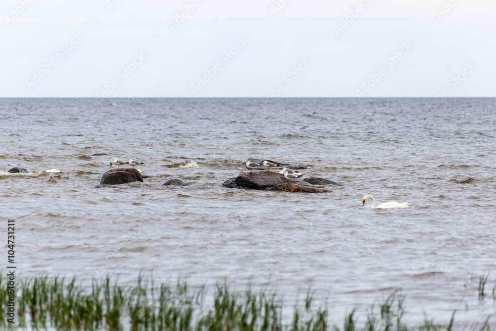 Obraz premium Birds on the rocks in the sea