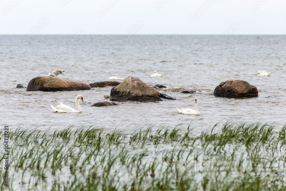 Fototapeta premium Birds on the rocks in the sea