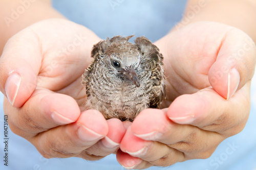 Human Hands Holding Small Bird