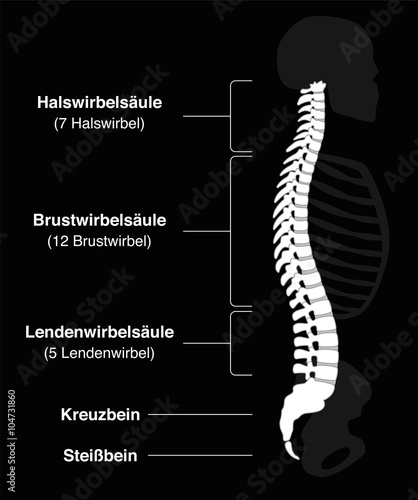 Human backbone with GERMAN names of the spine sections and numbers of the vertebras. Isolated vector illustration on black background.